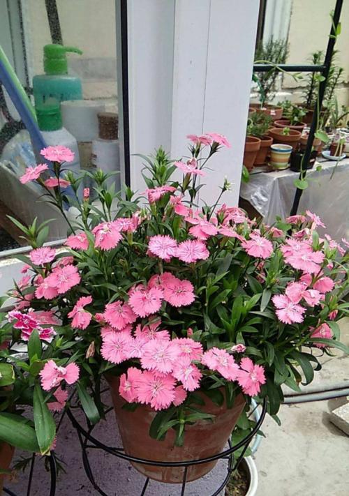 石竹花好养吗（关于石竹花的种植方法）