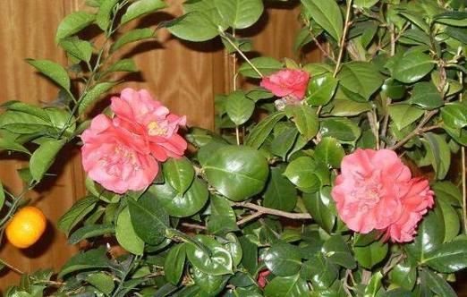 茶花可以在室内养吗（茶花的养护和注意事项）