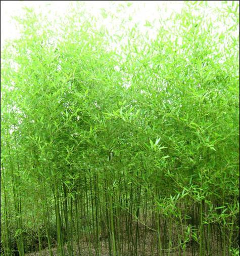 风景竹子的种类有哪些（观赏价值的竹子介绍）