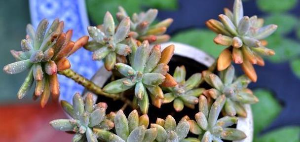 多肉养护方法及注意事项（打造健康多肉植物的关键——正确养护）