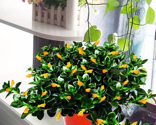 家里养什么花净化空气（盘点六大净化空气植物）