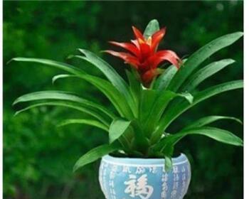 家里养什么花净化空气（盘点六大净化空气植物）