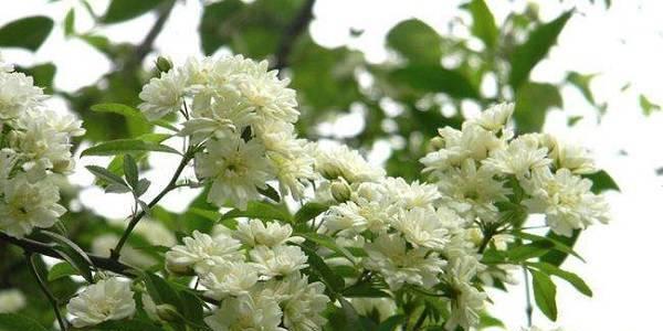 木香花的养殖方法是什么（养护木香花的注意事项）
