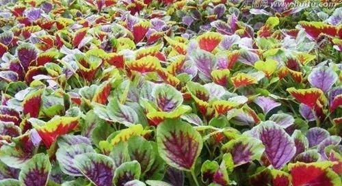 南方三四月份适合种什么菜（家庭阳台种植菜谱）