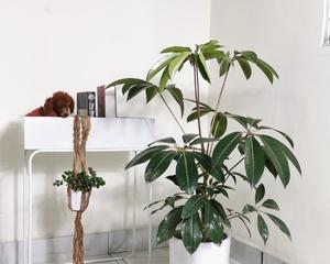 大叶伞盆栽耐寒抗冻吗（大叶伞的养殖方法）