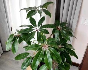 大叶伞盆栽耐寒抗冻吗（大叶伞的养殖方法）