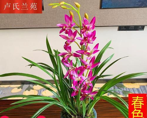 兰花草怎么养（详解兰花草的养殖方法）