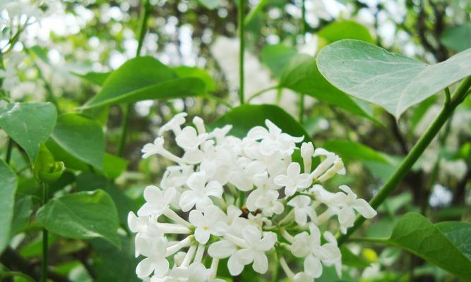 丁香花如何养殖好看（丁香花的栽培技术要点）