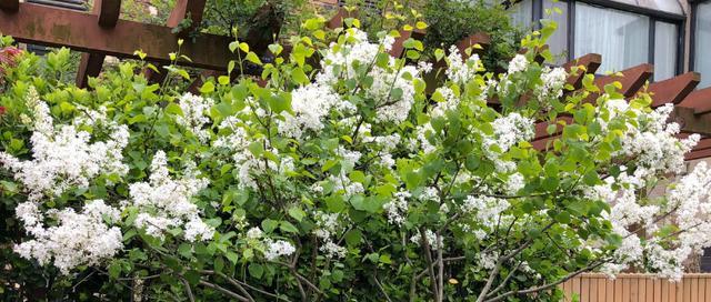 丁香花如何养殖好看（丁香花的栽培技术要点）