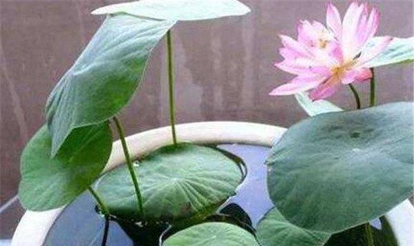 碗莲什么时候种植（碗莲的种植方法和时间）