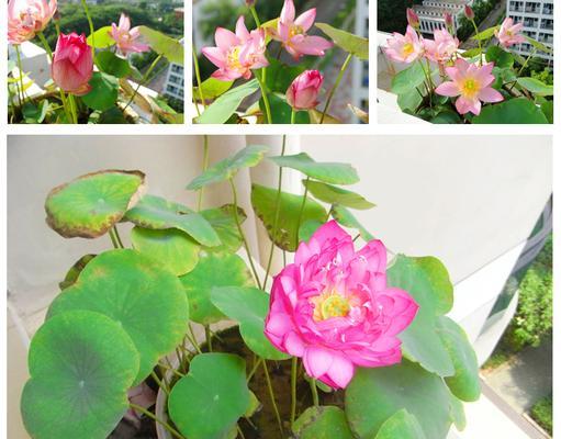 碗莲什么时候种植（碗莲的种植方法和时间）