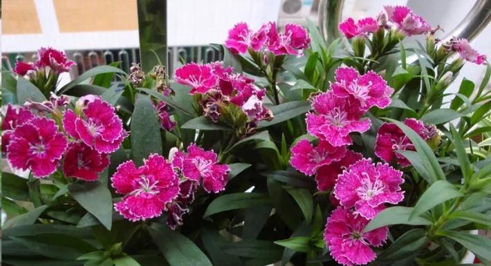 冬天适合养什么花在屋内（适合冬季种的花草介绍）