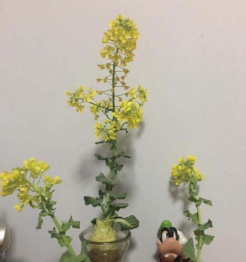 什么时间种白菜（种白菜的方法和步骤）