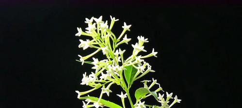 夜来香怎么种植（夜来香的种植方法和注意事项）