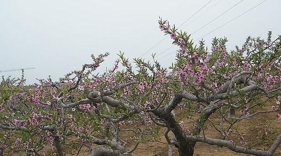 怎样修剪桃树（桃树的修剪方法图解）