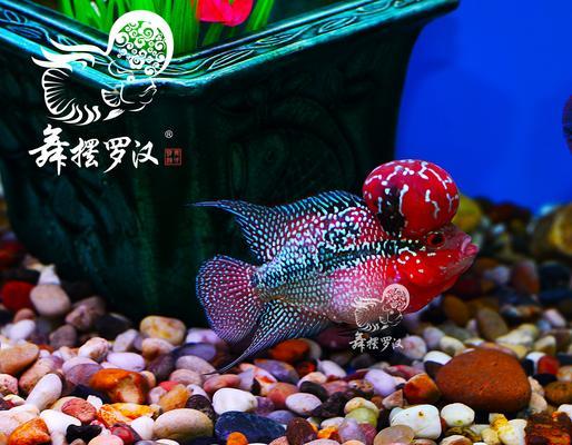 红马罗汉鱼怎么养才会红（红马罗汉鱼的饲养方法）