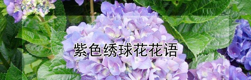 绣球花色彩的花语之旅（揭开绣球花各色花朵的秘密）