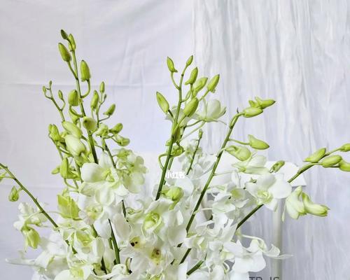用颜色诠释洋兰花语（美丽绽放）
