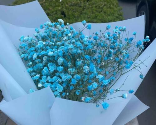 满天星花语之美（探秘不同颜色满天星的花语）