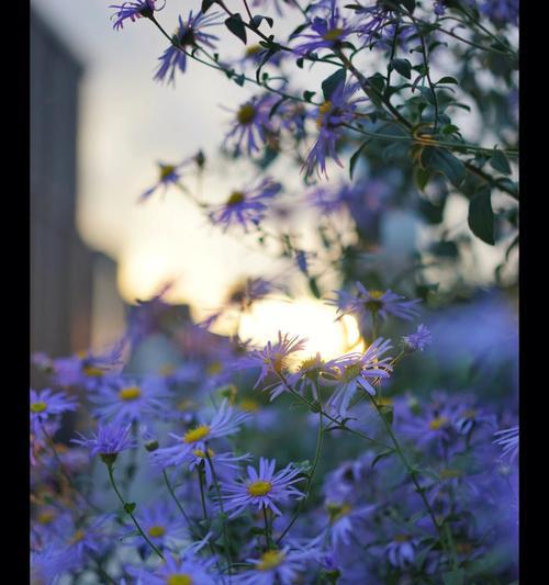花谢了，爱也逝（代表不再爱的花）