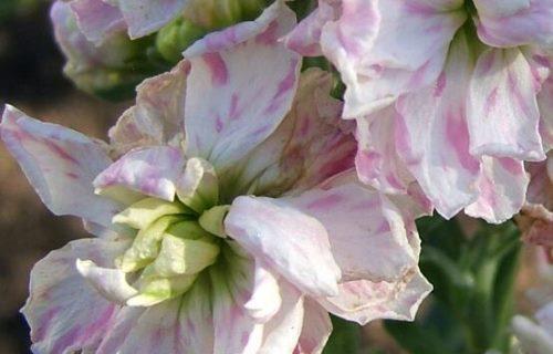 花开纯洁的爱（以代表纯洁的花为主题的文章）