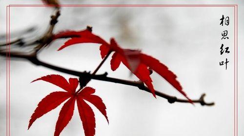 花开寄相思（代表单相思的花——牵念与思念的化身）