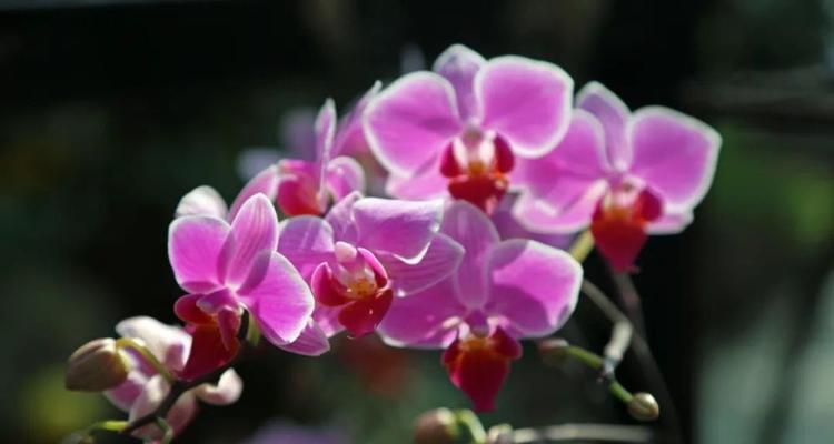 美丽花朵（以花为主题的美好世界）
