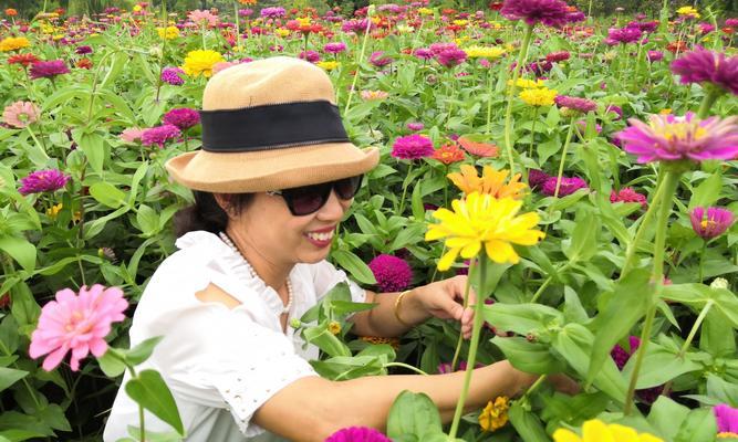 四季花卉的美丽变幻与季节性的魅力（四季花卉的色彩缤纷和生长习性体现四季的变迁）