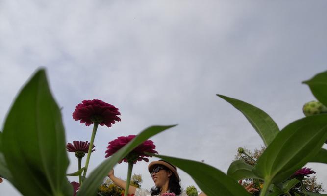 四季花卉的美丽变幻与季节性的魅力（四季花卉的色彩缤纷和生长习性体现四季的变迁）