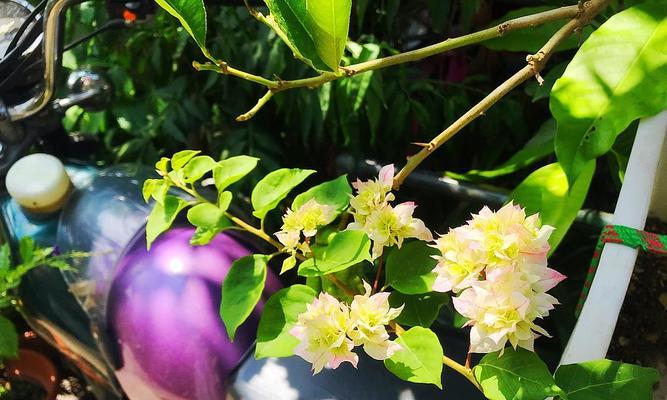 四季花卉的美丽变幻与季节性的魅力（四季花卉的色彩缤纷和生长习性体现四季的变迁）