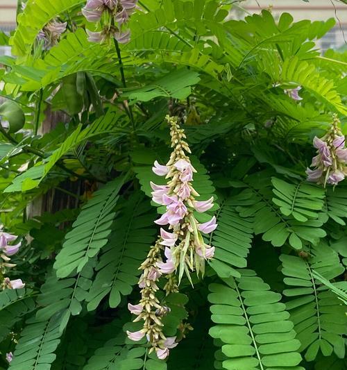 相思之情，植物为信使（探寻代表相思的15种植物）