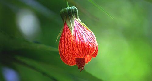 灯笼花（探索灯笼花的寓意与象征）