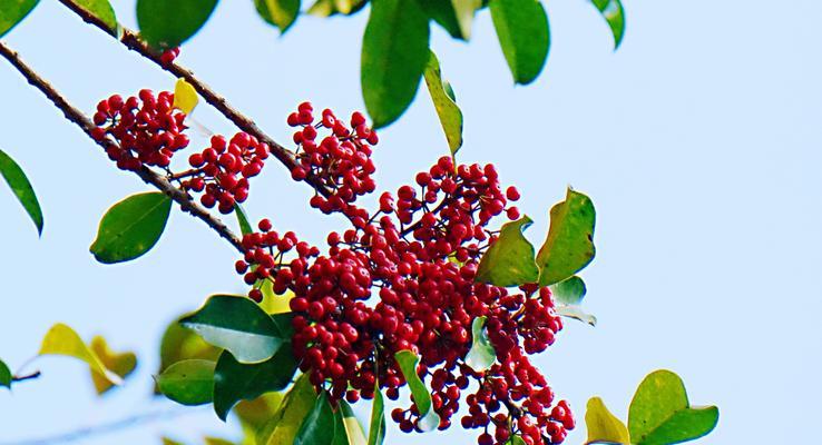 冬青开花的美丽奇迹（探寻冬青花开的神秘意义）