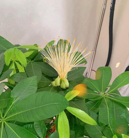 发财树开花的风水寓意（财源滚滚飞黄腾达）