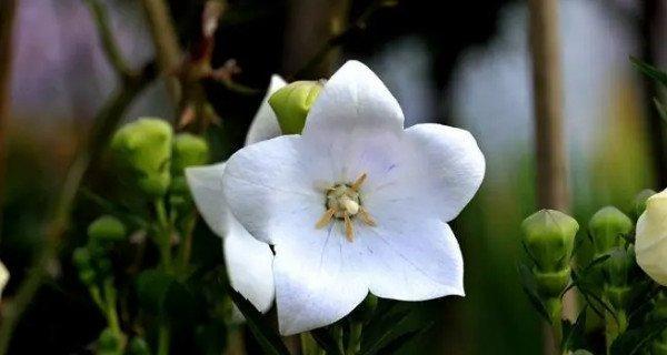 粉蝶花的花语之美——爱的告白（花开为证）