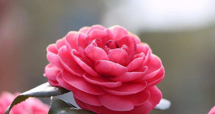 粉色山茶花的花语与代表意义（探寻粉色山茶花的神秘语言与象征）