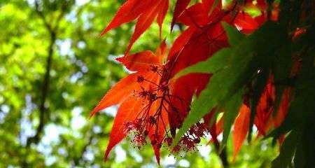 枫叶花语与寓意（探索枫叶的神秘之美）