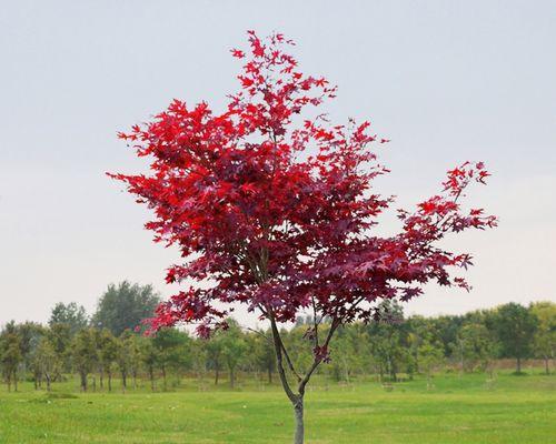 枫叶花语与寓意（探索枫叶的神秘之美）