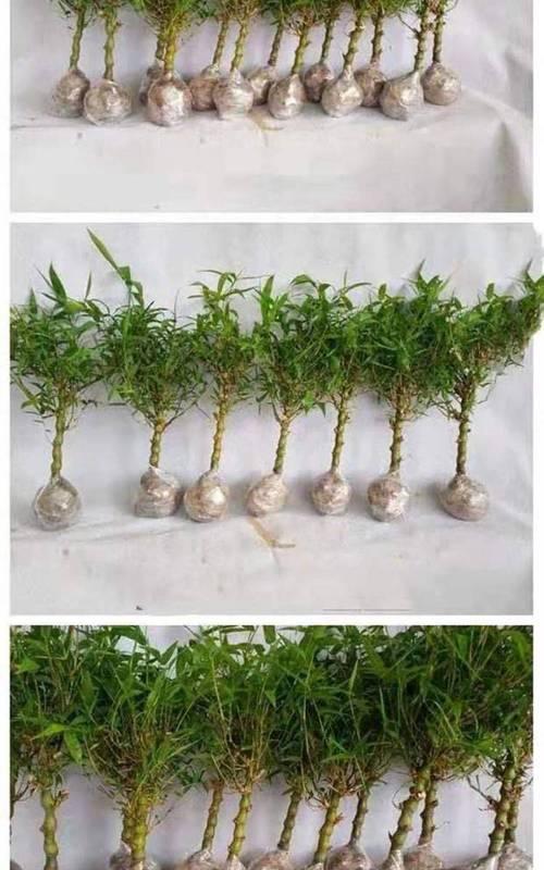 风水寓意与凤尾竹开花的关系（解读凤尾竹的开花对风水的影响及相关风水寓意）