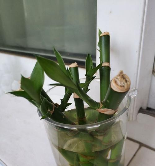 富贵竹开花预示着什么意思（探秘富贵竹开花的寓意与象征）