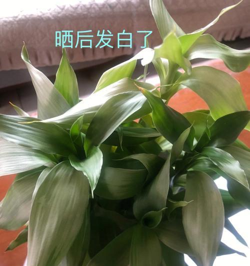 富贵竹开花预示着什么意思（探秘富贵竹开花的寓意与象征）