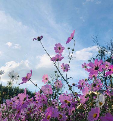 格桑花的寓意与象征——纯洁、坚韧、自由（以格桑花为主题的文章探究其独特的寓意和象征）