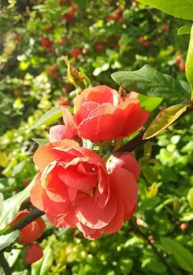 海棠花的花语与意义（探寻海棠花的深意与象征）