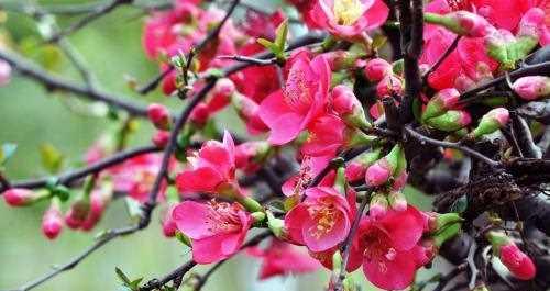 海棠花的花语与寓意（传承千年的美丽传说——海棠花）