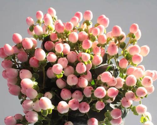 红豆开花的寓意和花语象征（喜悦与希望绽放之美）