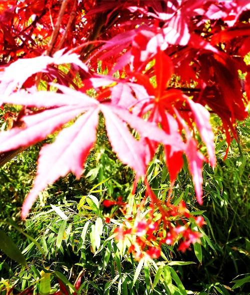 红枫的花语和寓意（红枫树的美丽翻译——了解红枫的花语和象征意义）