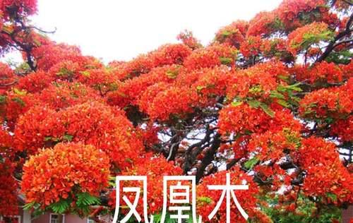 红枫的花语（走进红枫的世界）