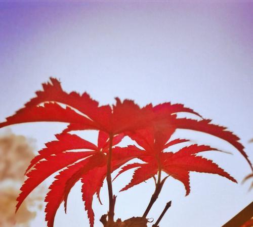 红枫叶的象征意义——秋季的热情与转变（探索红枫叶作为象征的丰富内涵与文化意义）