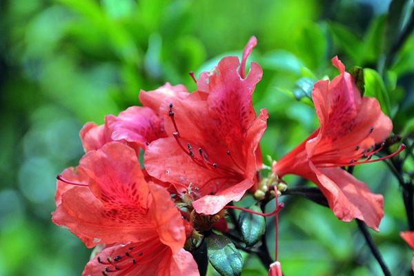红色杜鹃花的寓意与象征（探寻红色杜鹃花的意义与象征）