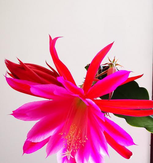 红色荷花的花语与寓意（荷花之美与生命之意）